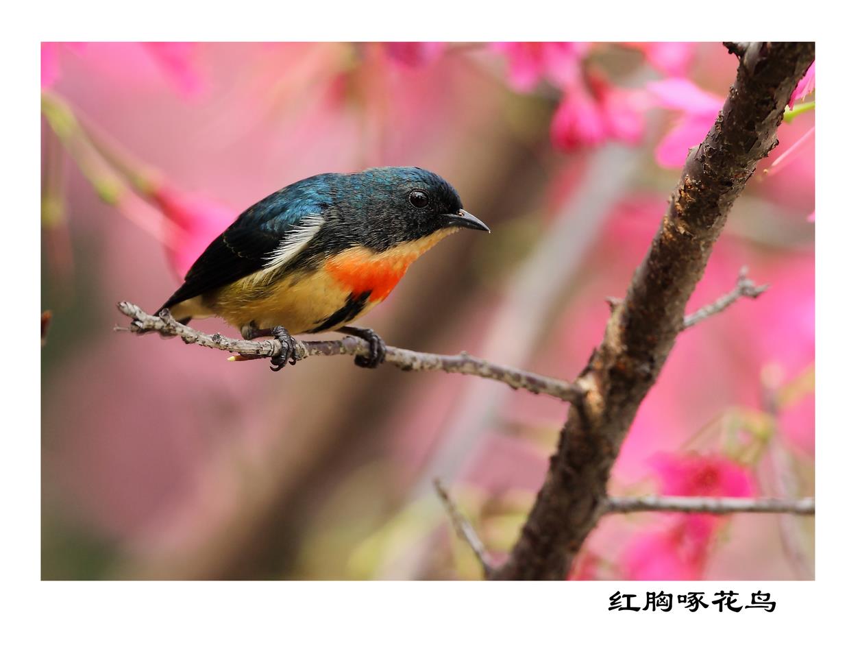 “百鸟乐园，美丽明溪”摄影展作品欣赏（一） - 摄影协会 - 中国明溪在线